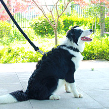 7 Strang-Fallschirm 550 Paracord-Seil 100 Ft wandern 2